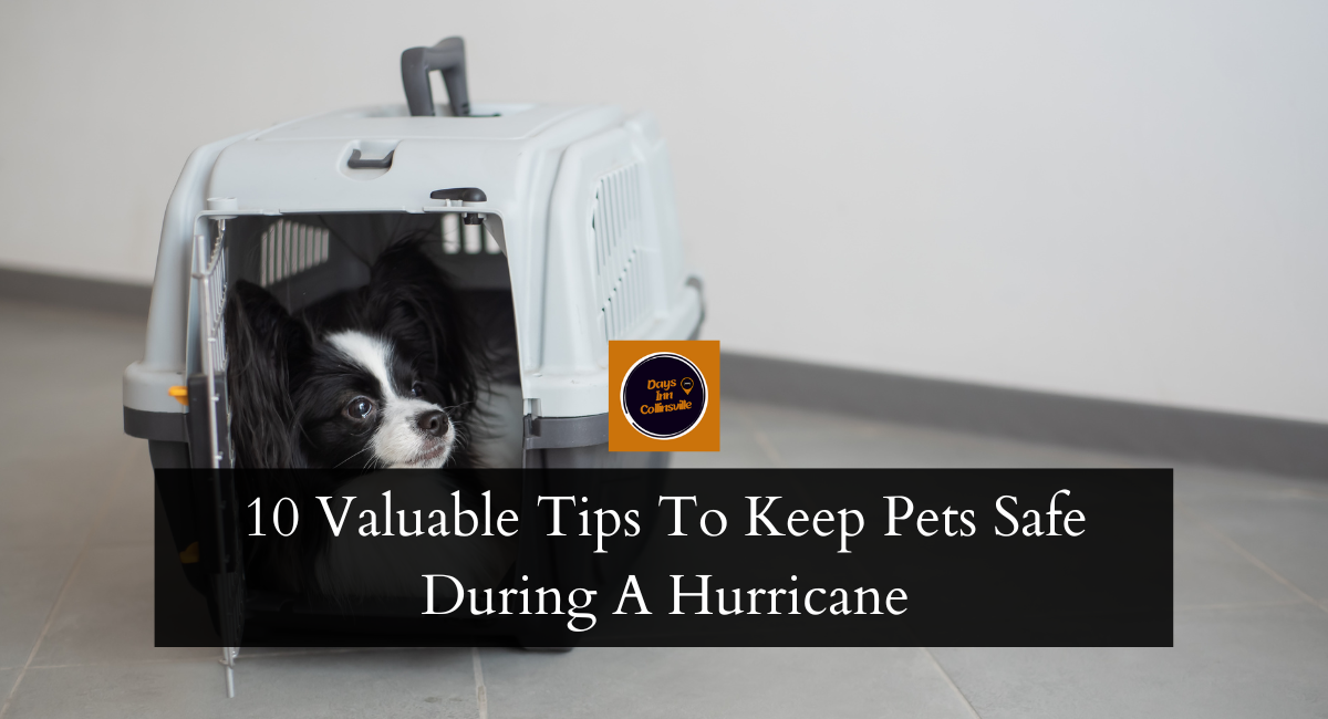 10 Valuable Tips To Keep Pets Safe During A Hurricane