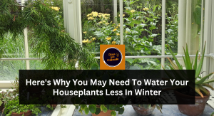 Here's Why You May Need To Water Your Houseplants Less In Winter