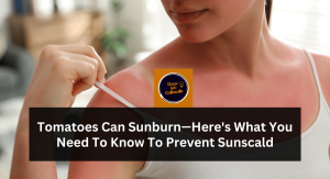 Tomatoes Can Sunburn—Here's What You Need To Know To Prevent Sunscald